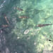 Beitragsbild mit Wasser, Fischen, TFA Strukturformel