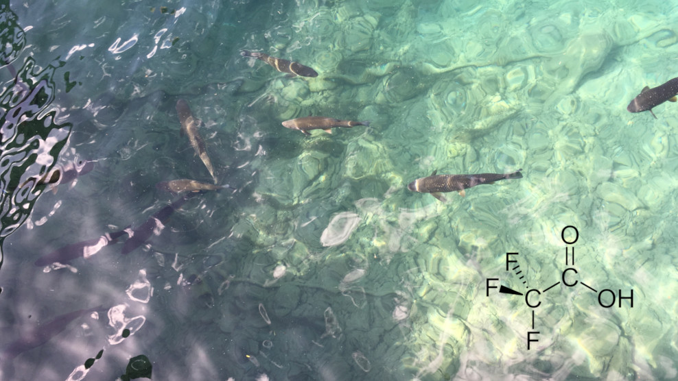Beitragsbild mit Wasser, Fischen, TFA Strukturformel